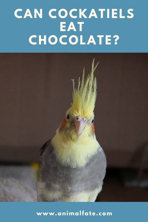 can cockatiels eat chocolate