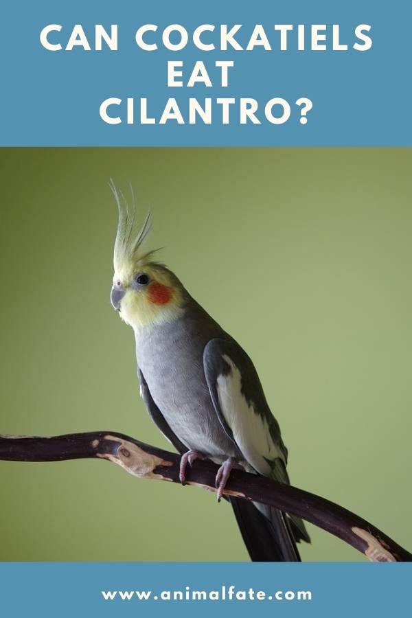 can cockatiels eat cilantro