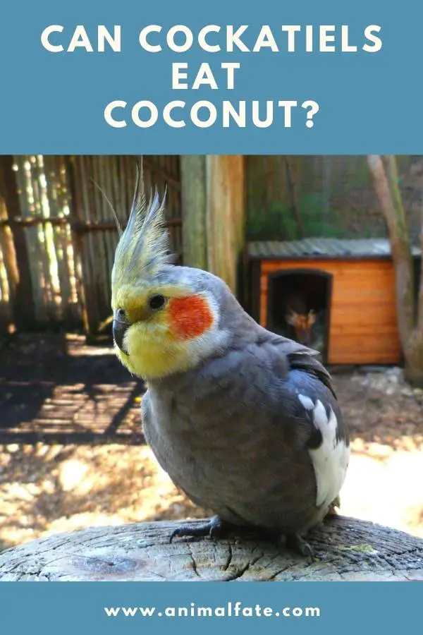 can cockatiels eat coconut