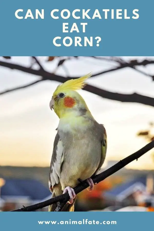 can cockatiels eat corn