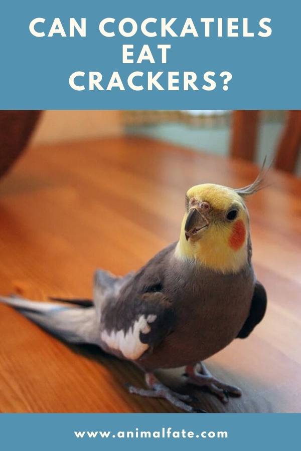 can cockatiels eat crackers