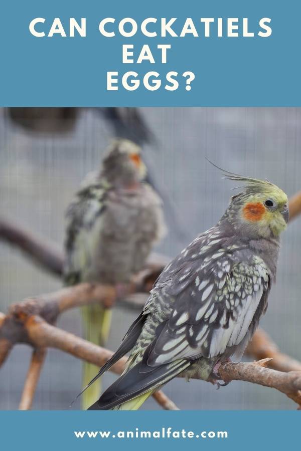 can cockatiels eat eggs