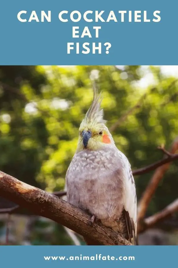 can cockatiels eat fishes