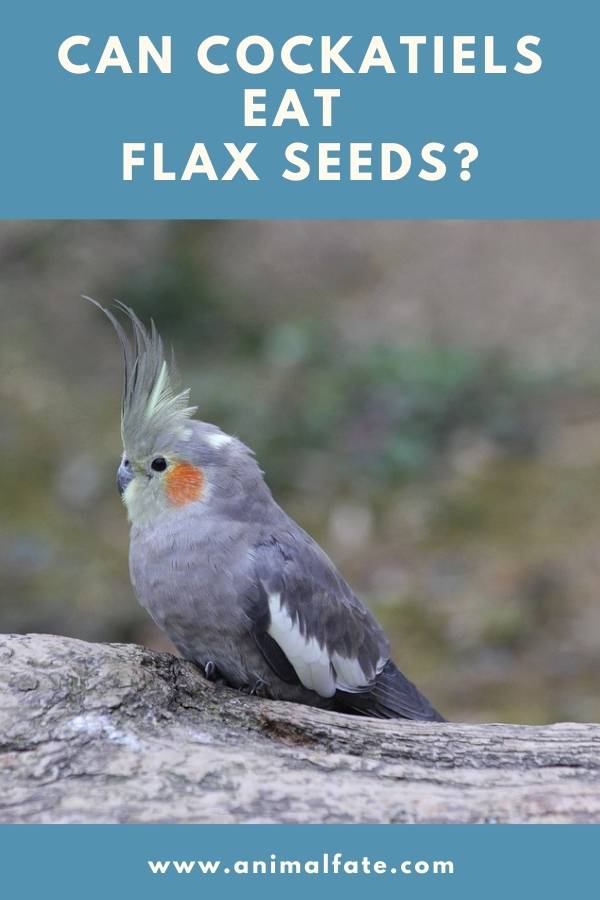 can cockatiels eat flax seeds