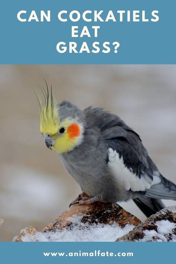 can cockatiels eat grass