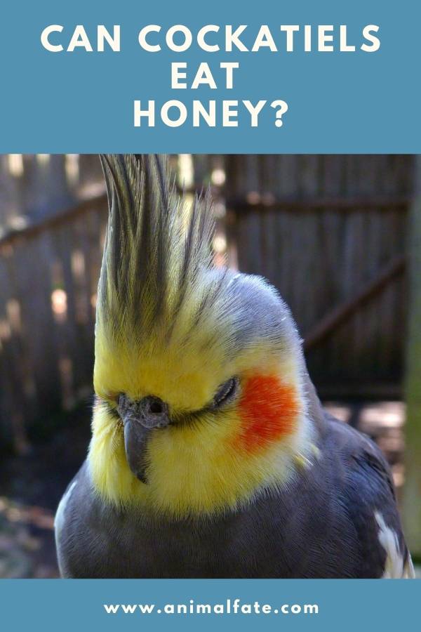 can cockatiels eat honey