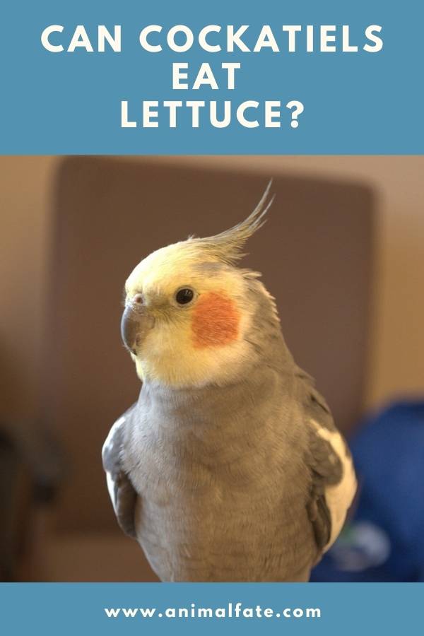 can cockatiels eat lettuce