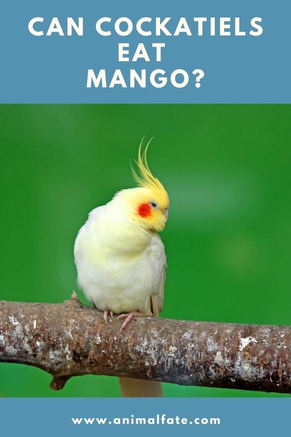 can cockatiels eat mango