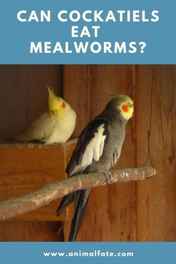 can cockatiels eat mealworms