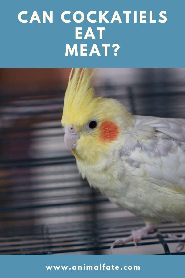 can cockatiels eat meat