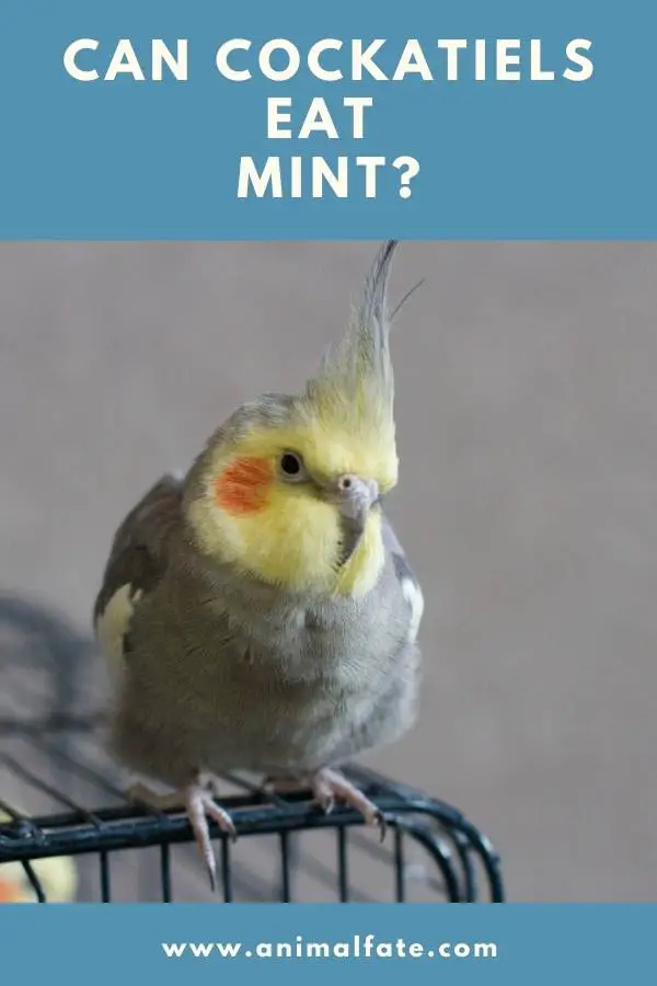 can cockatiels eat mint