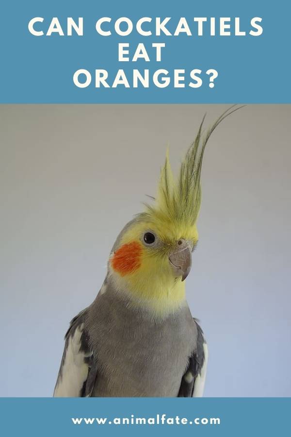 can cockatiels eat oranges