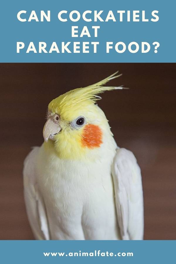 can cockatiels eat parakeet food