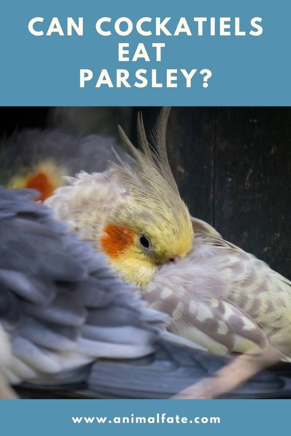 can cockatiels eat parsley