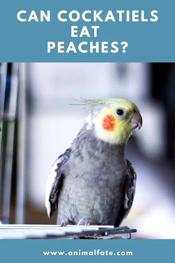 can cockatiels eat peaches