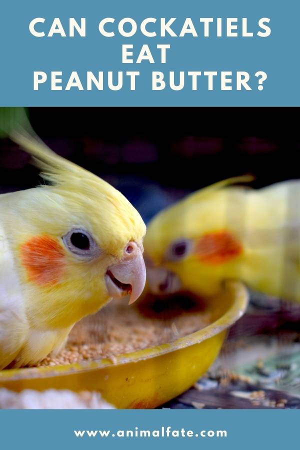 can cockatiels eat peanut butter