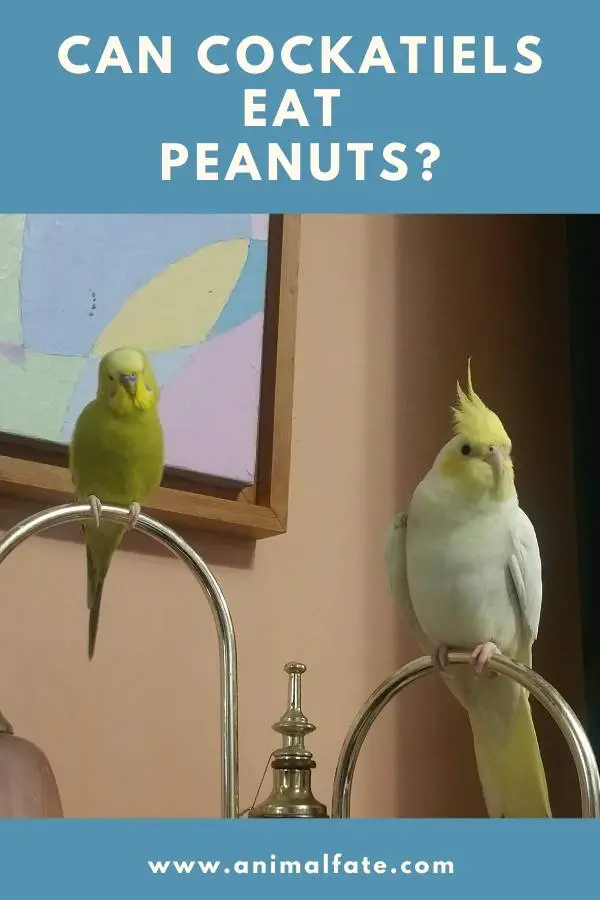 can cockatiels eat peanuts