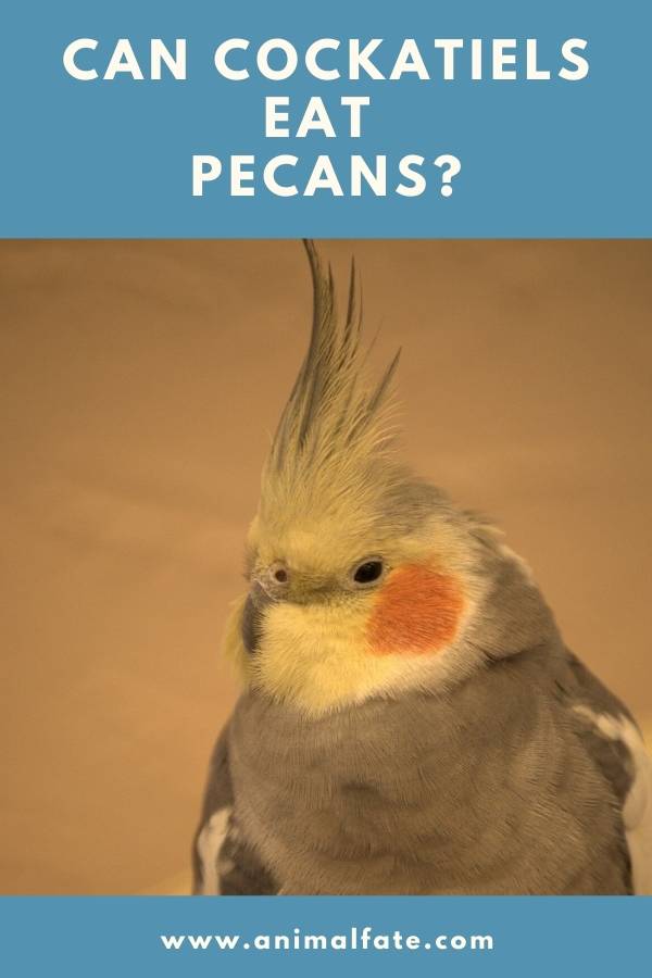 can cockatiels eat pecans