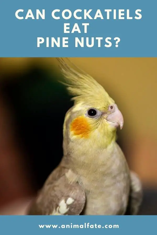 can cockatiels eat pine nuts