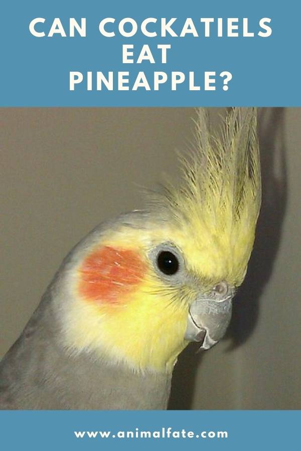 can cockatiels eat pineapple