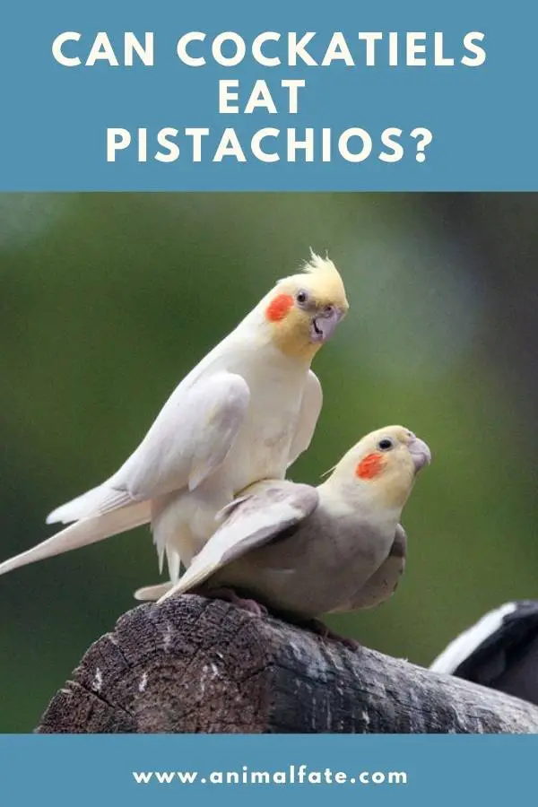 can cockatiels eat pistachios
