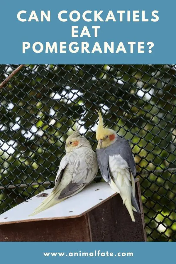 can cockatiels eat pomegranate