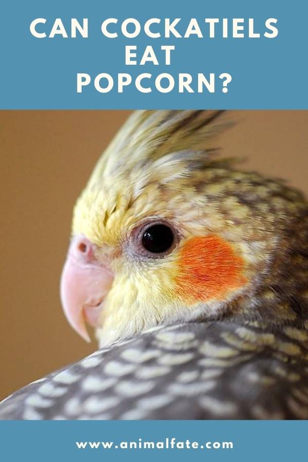 can cockatiels eat popcorn