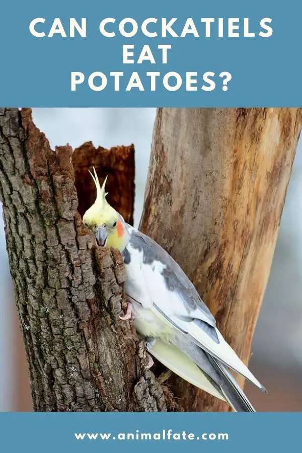 can cockatiels eat potatoes