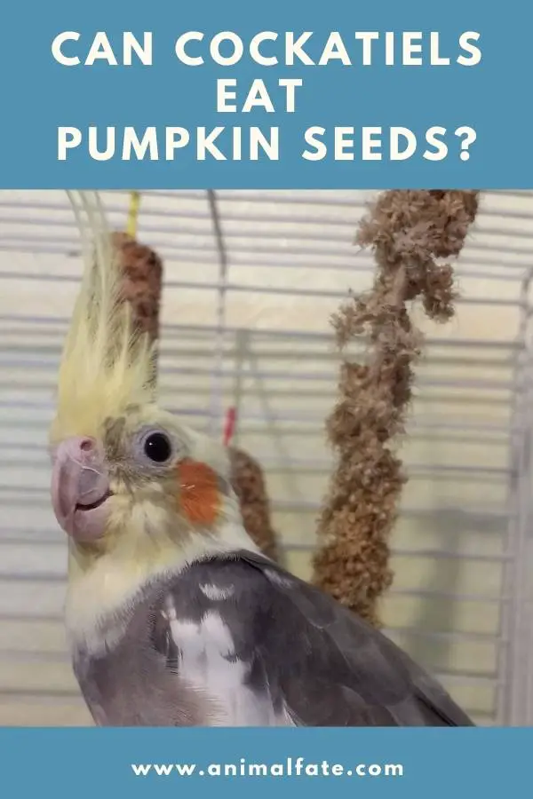 can cockatiels eat pumpkin seeds