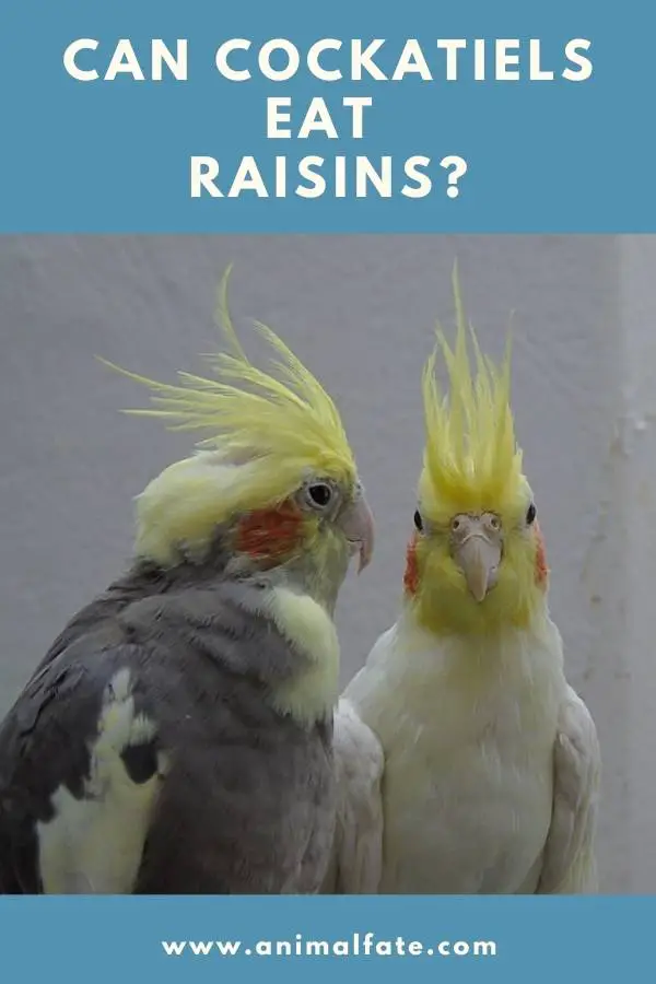 can cockatiels eat raisins
