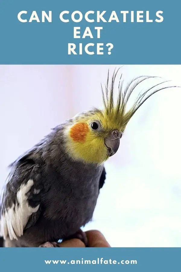 can cockatiels eat rice