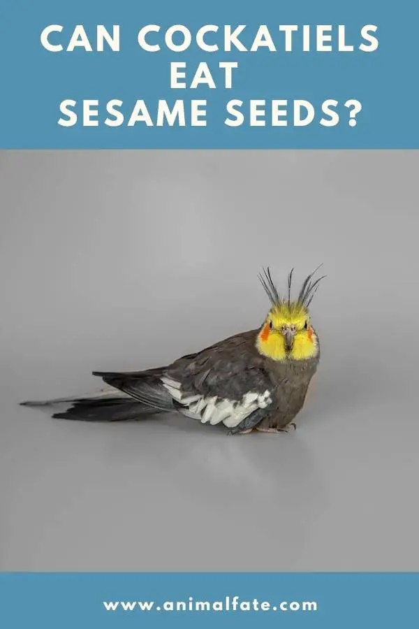 can cockatiels eat sesame seeds