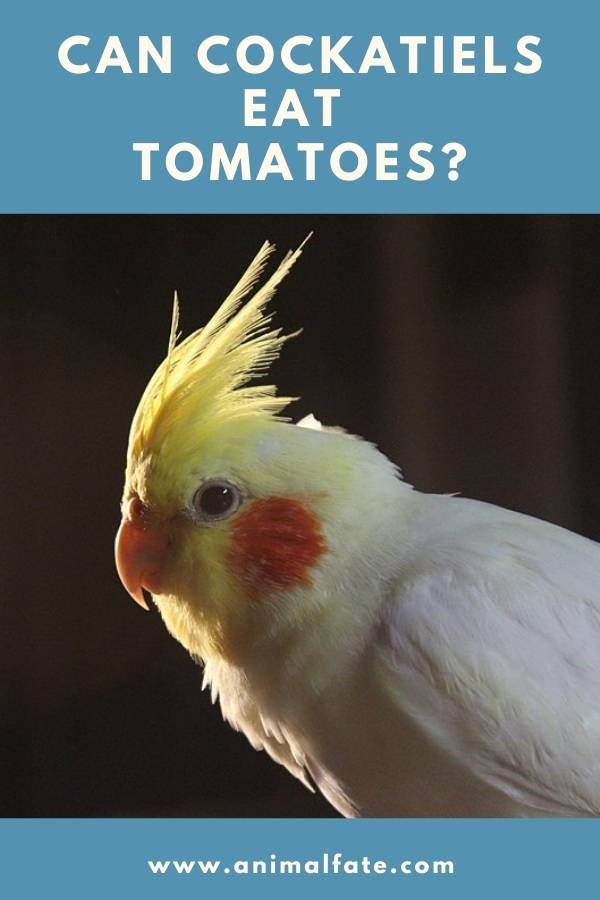 can cockatiels eat tomatoes