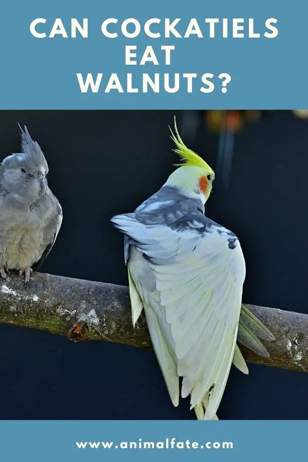 can cockatiels eat walnuts