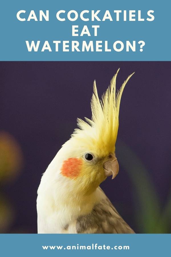 can cockatiels eat watermelon