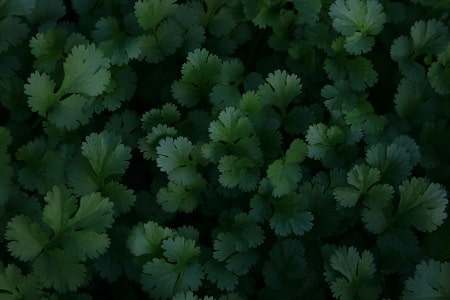 cilantro