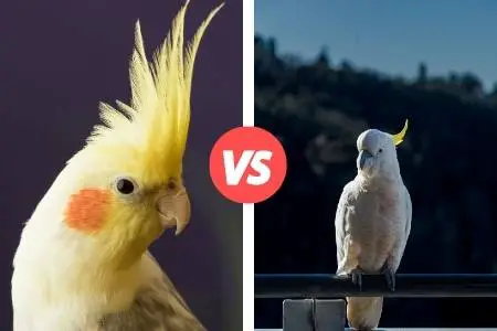 cockatoo and cockatiel