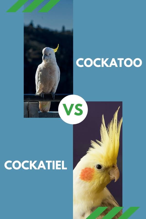 cockatoo vs cockatiel