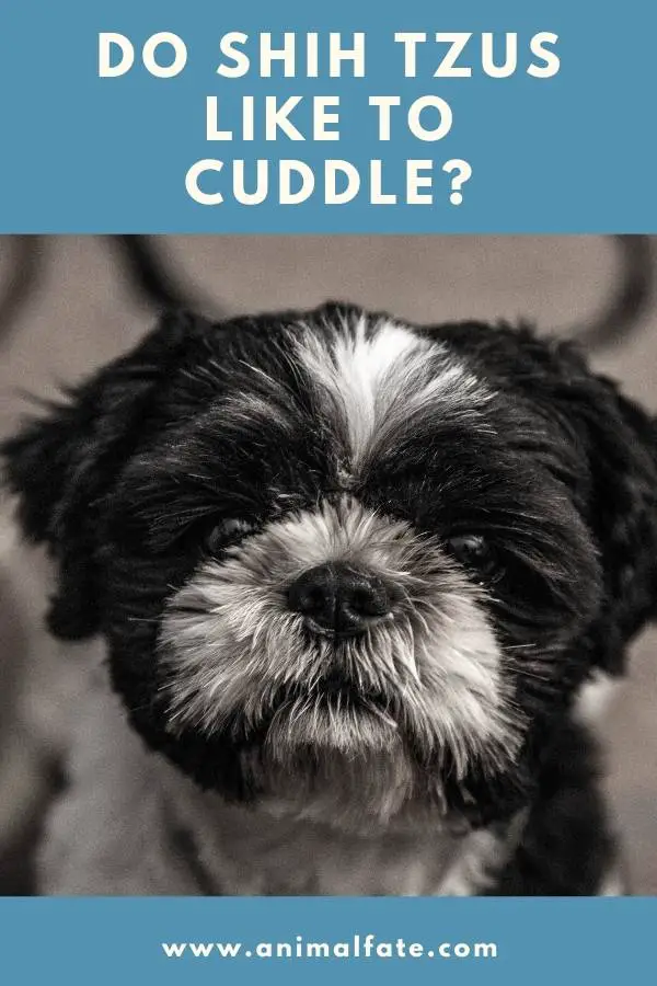 do shih tzus like to cuddle