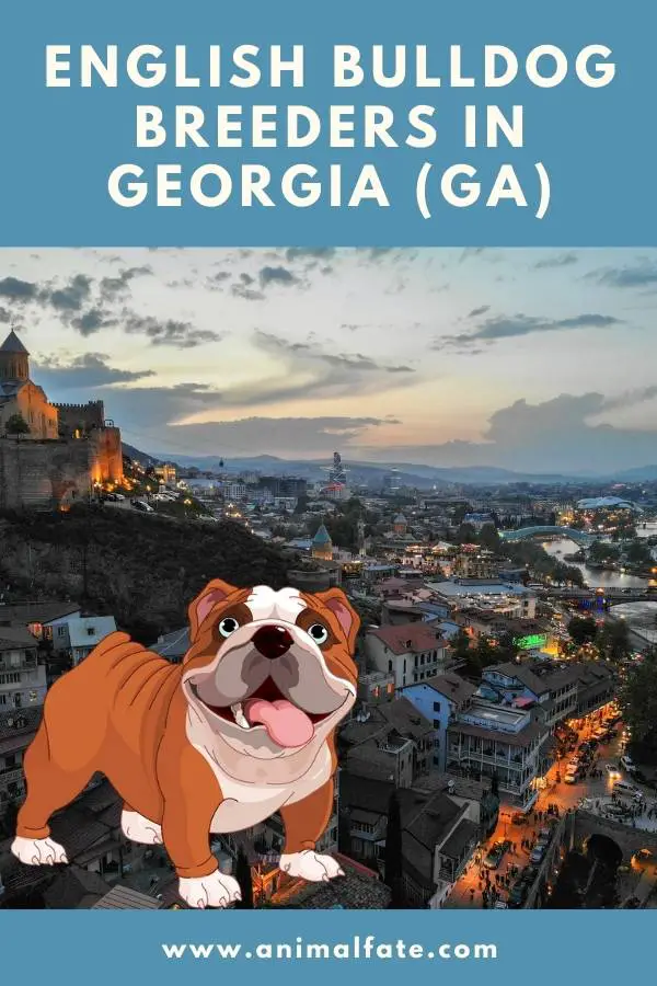 english bulldog breeders in Georgia