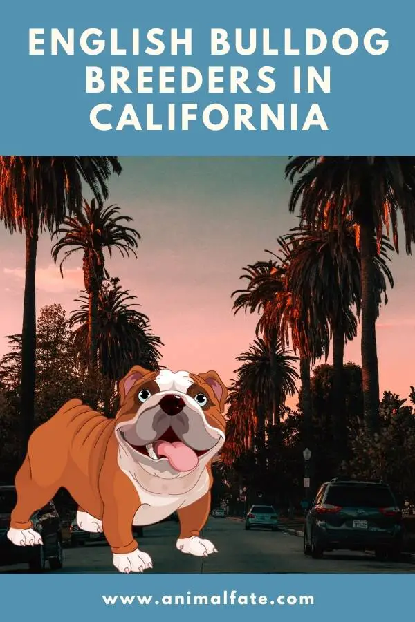 english bulldog breeders in california