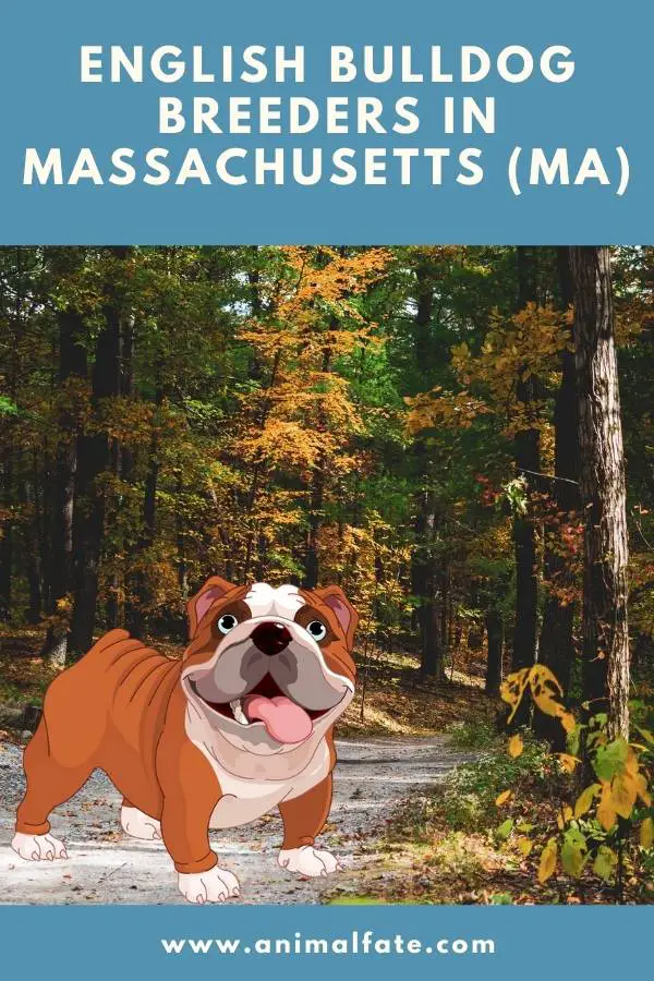 14 English Bulldog Breeders in Massachusetts (MA) | English Bulldog Puppies for Sale - AnimalFate