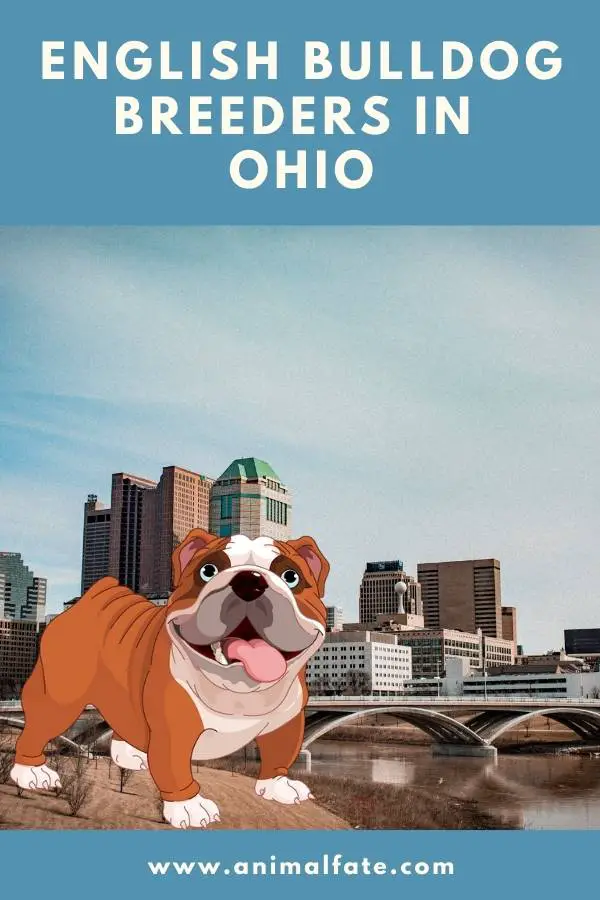 english bulldog breeders in ohio