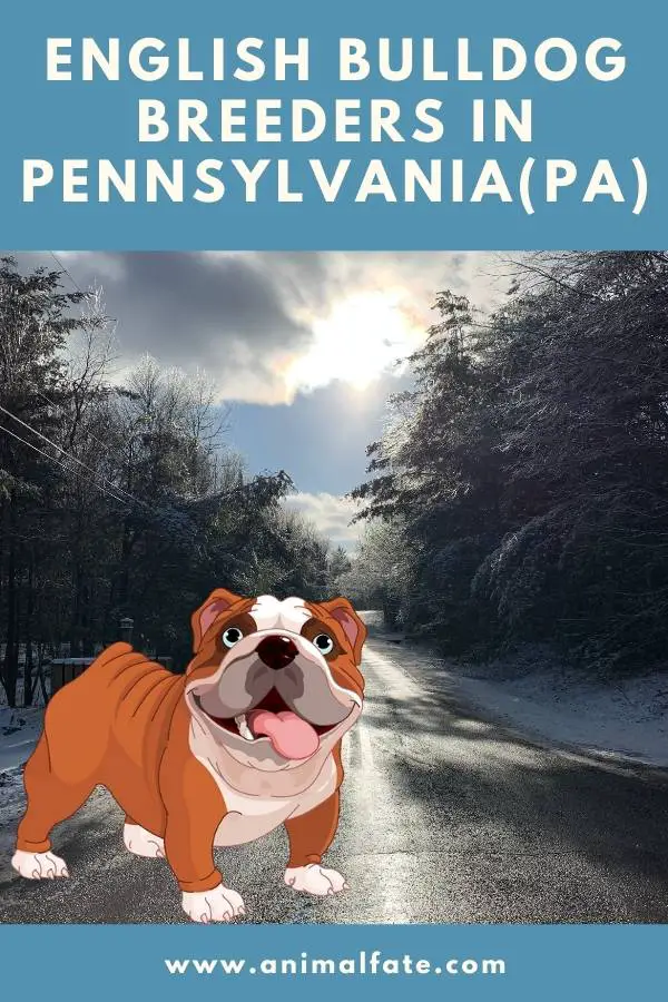 english bulldog breeders in pennsylvania