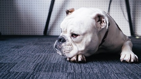 english bulldog