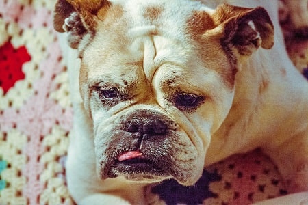 english bulldogs