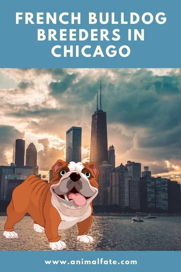 french bulldog breeders in chicago