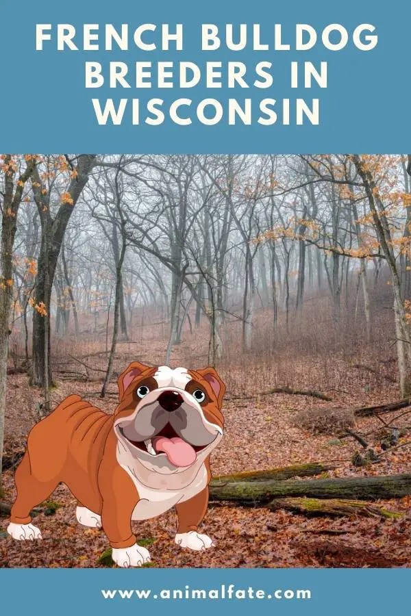 french bulldog breeders in wisconsin