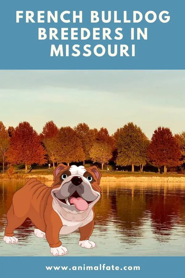 french bulldog breeders missouri