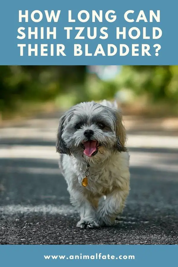 how long can shih tzus hold their bladder